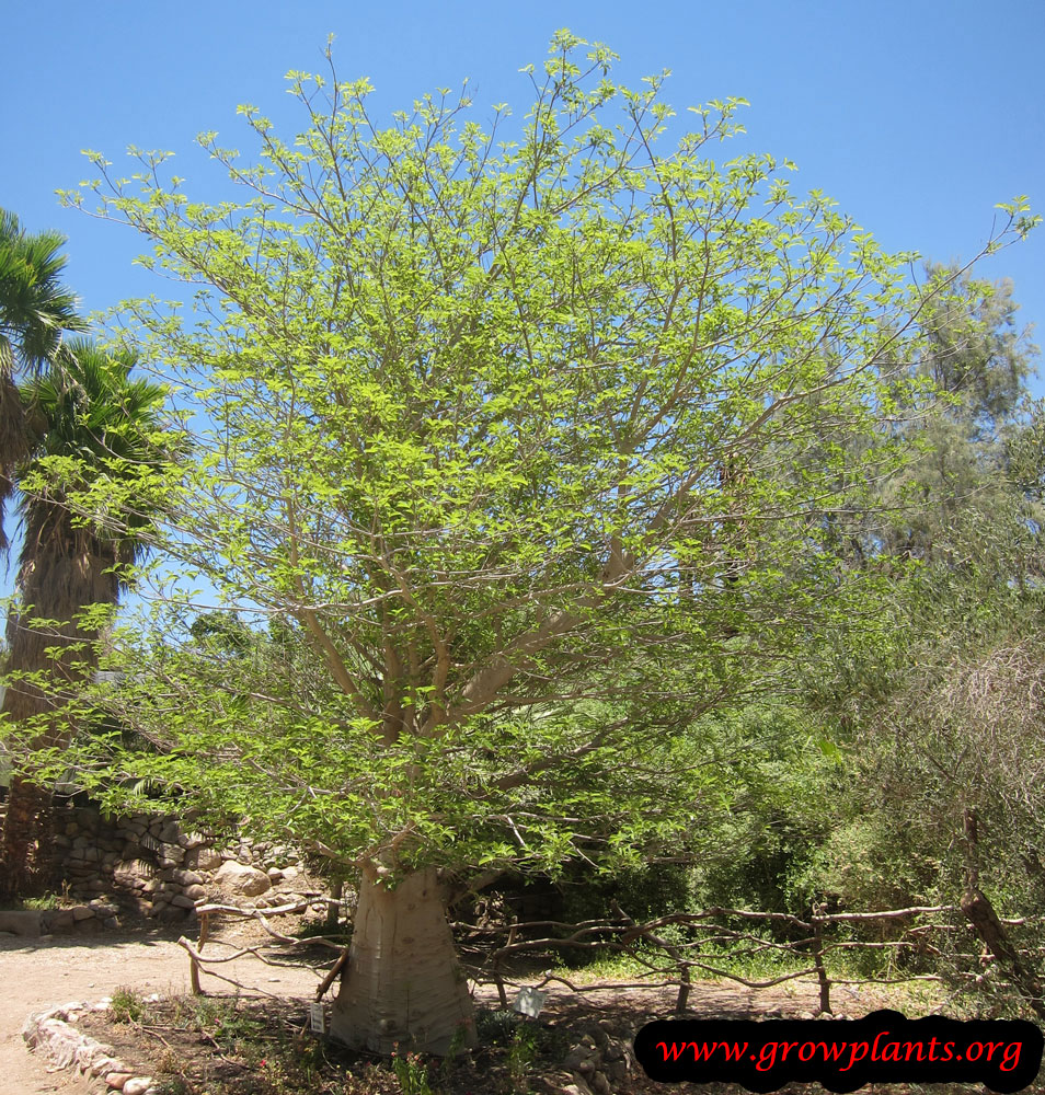 Baobab tree