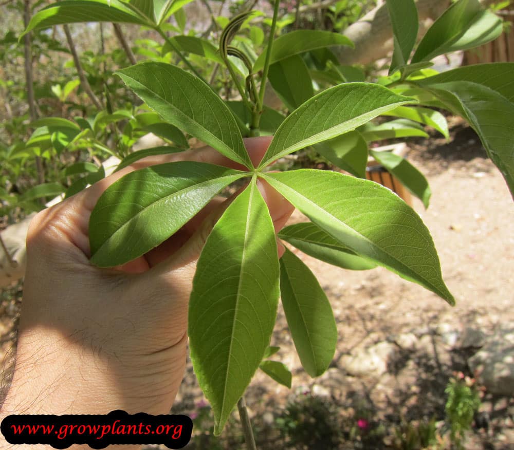 Baobab leaves