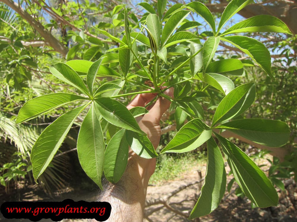 Baobab growing