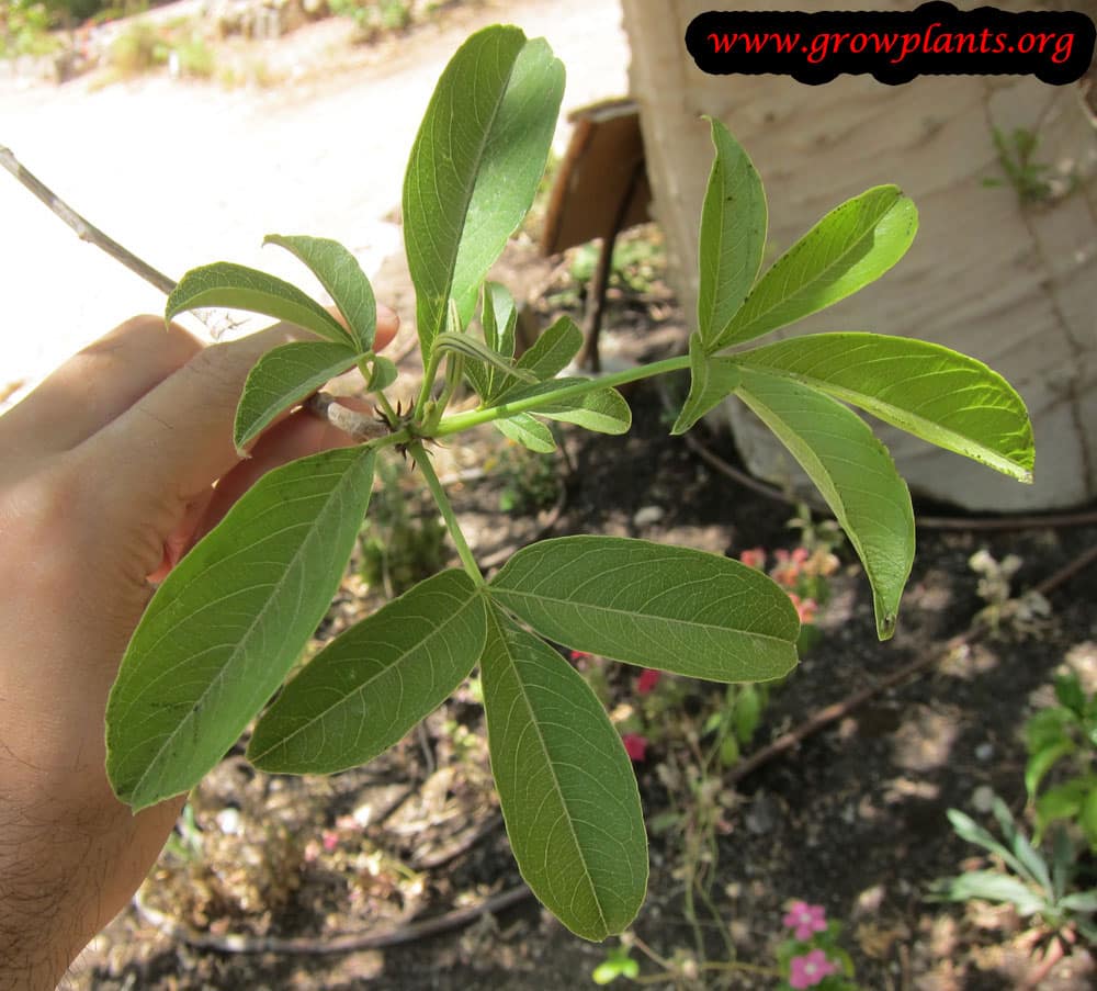 Baobab growing from seeds
