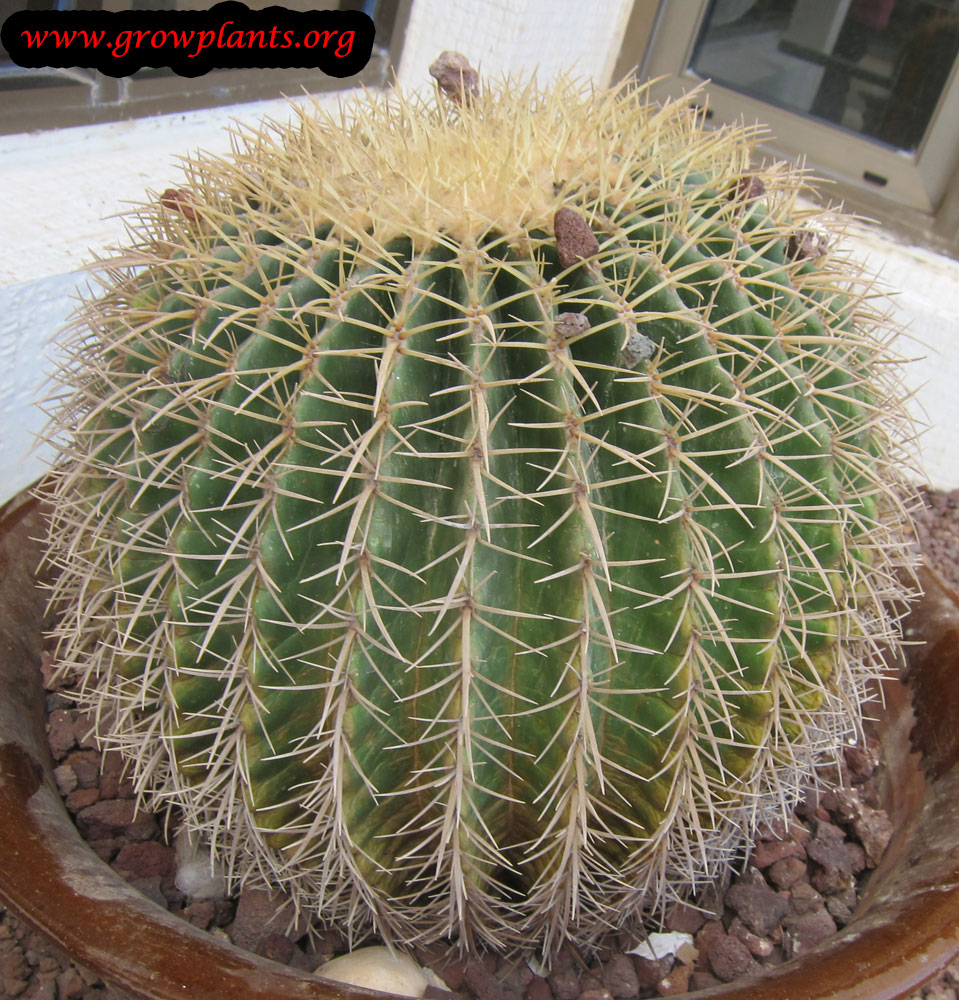 Barrel cactus How to grow &amp; care