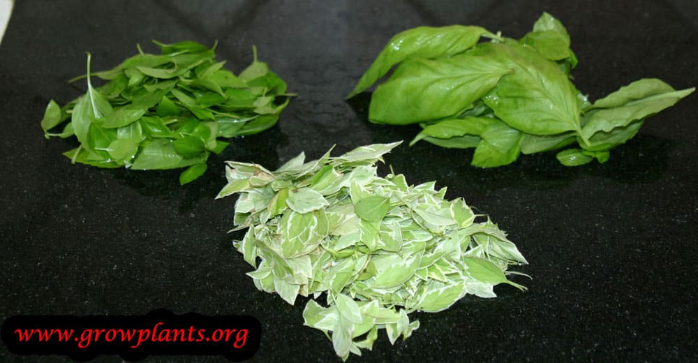 Basil plant