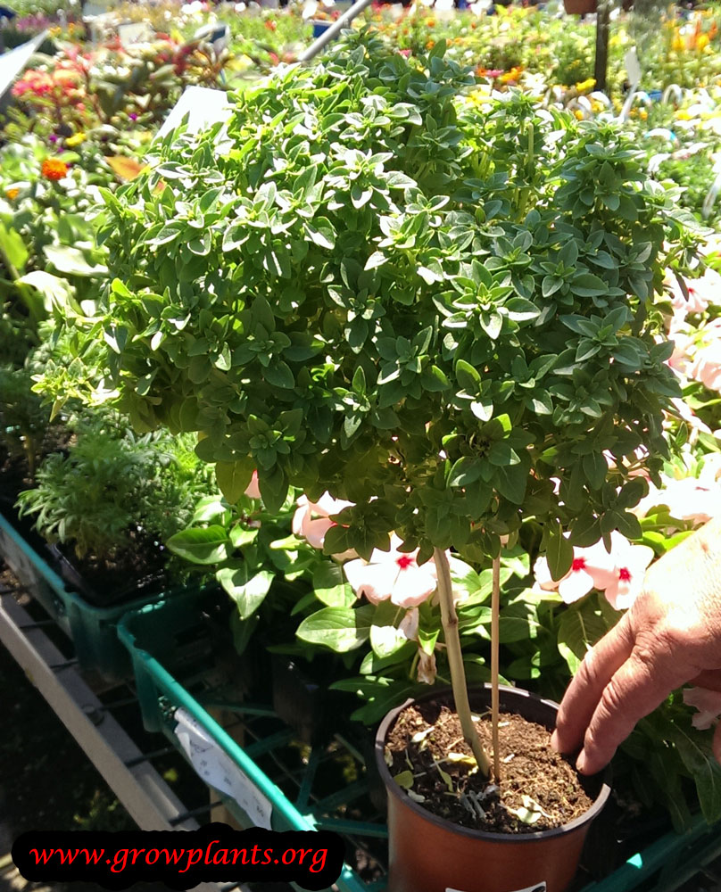 Basil tree
