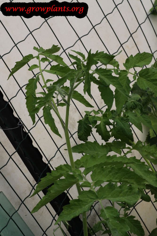 Beefsteak tomato