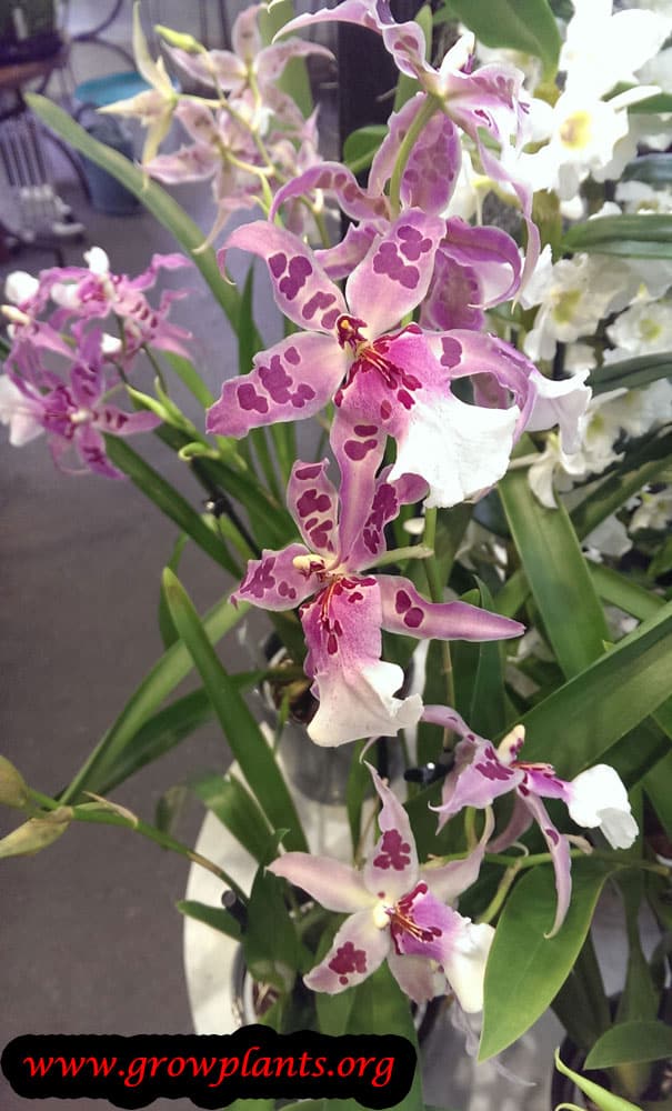 Beallara