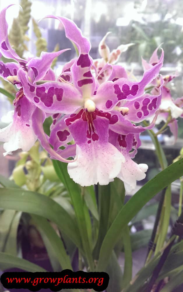 Beallara How to grow & care