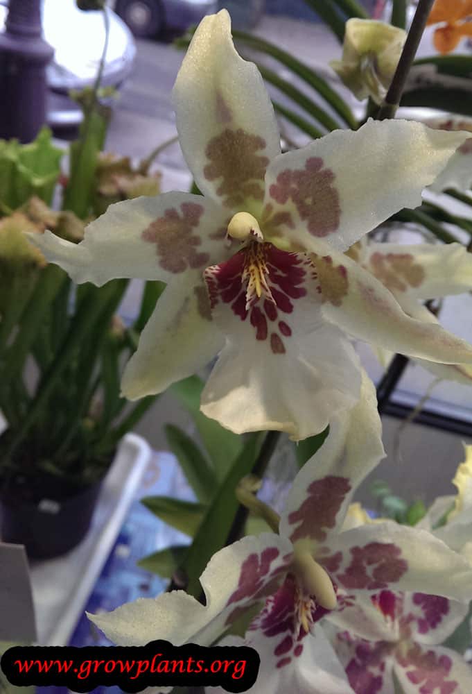 Beallara How to grow & care