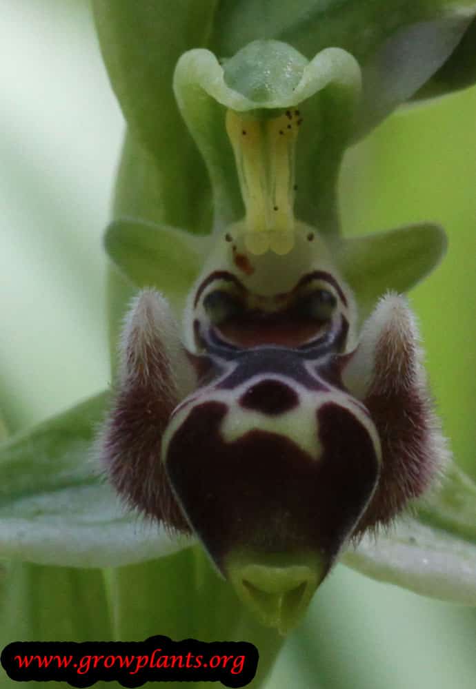 Bee orchid