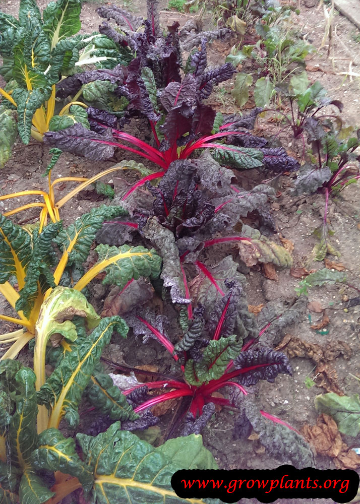 Beet How to grow & care