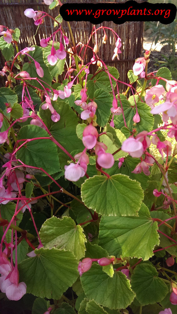 Begonia grandis How to grow & care