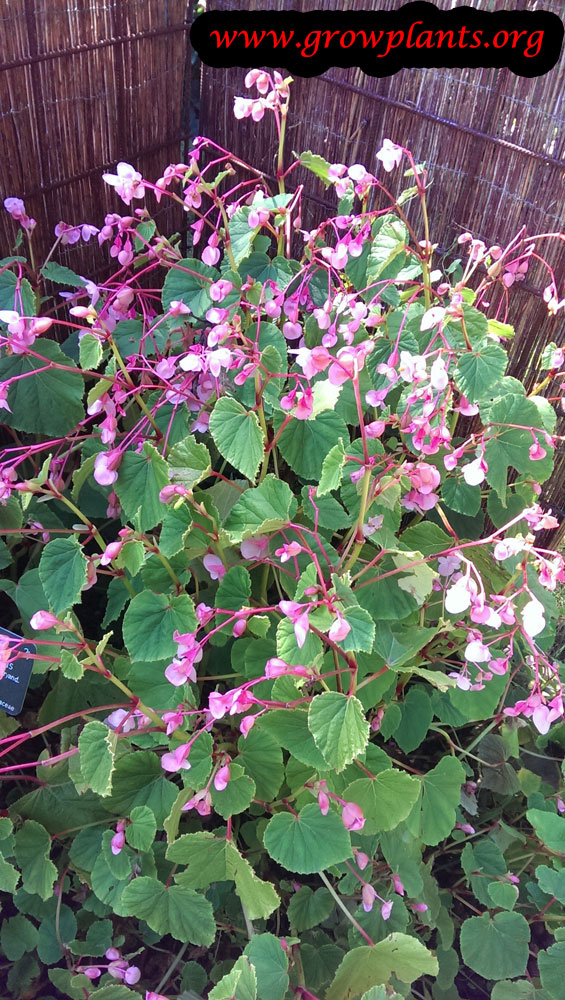 Begonia grandis How to grow & care