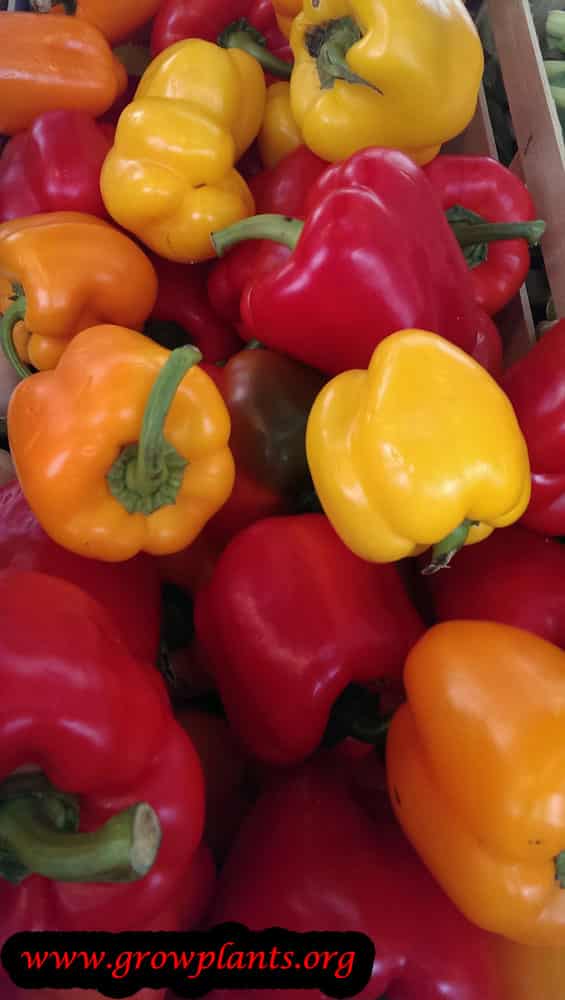 Bell pepper plant