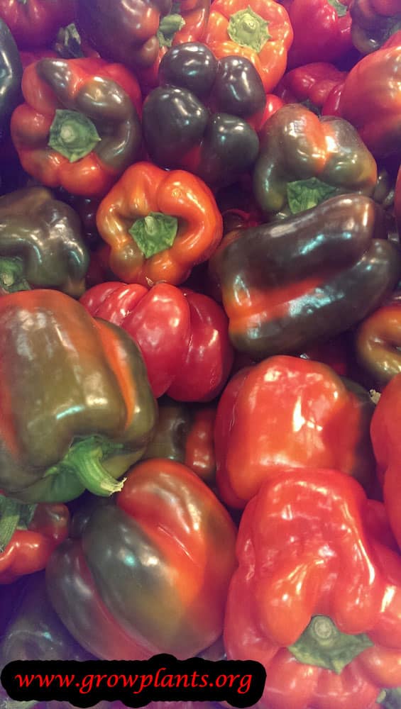 Bell pepper care
