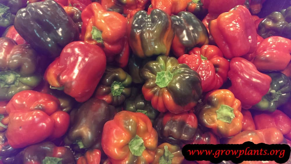Bell pepper growing