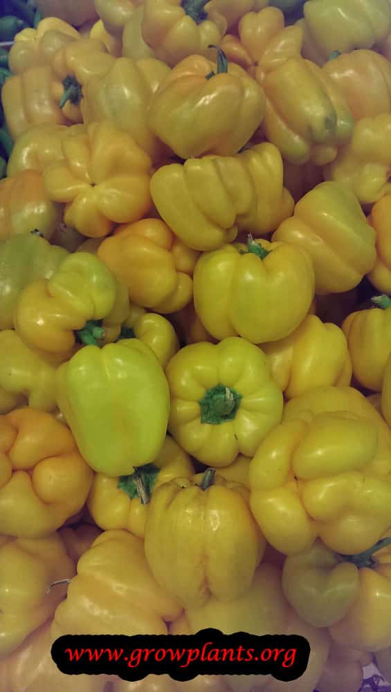 Bell pepper care & growing