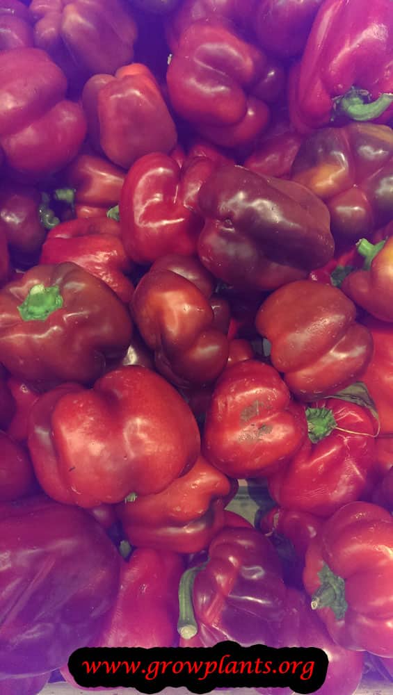 Red Bell pepper growing