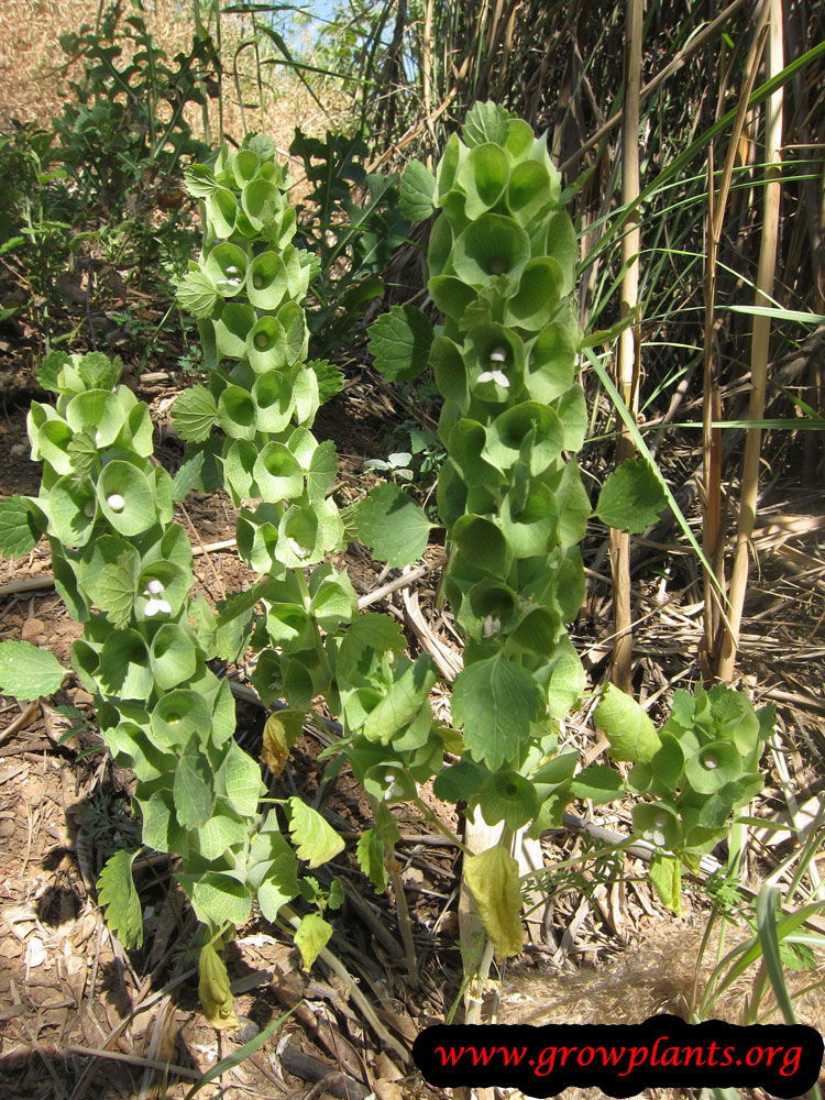 Bells of Ireland How to grow & care
