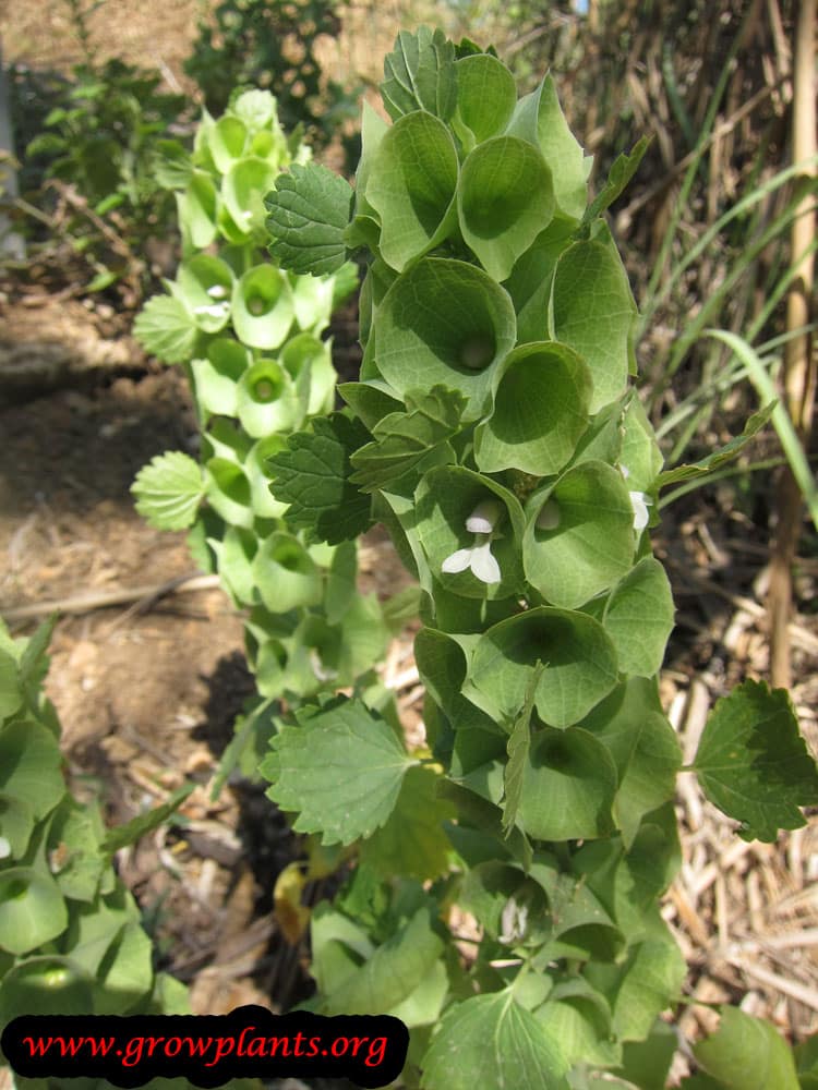 Bells of Ireland How to grow & care