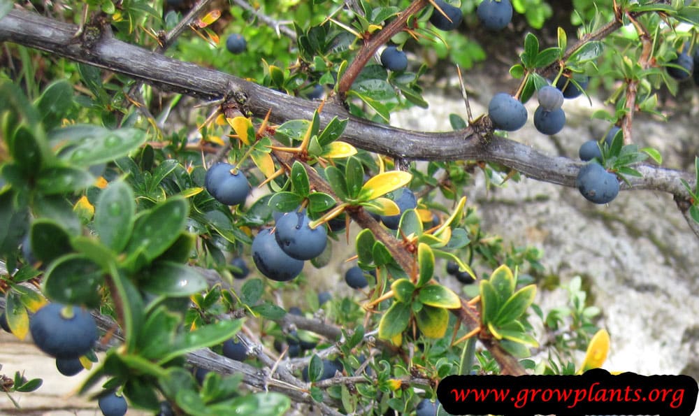 Berberis microphylla