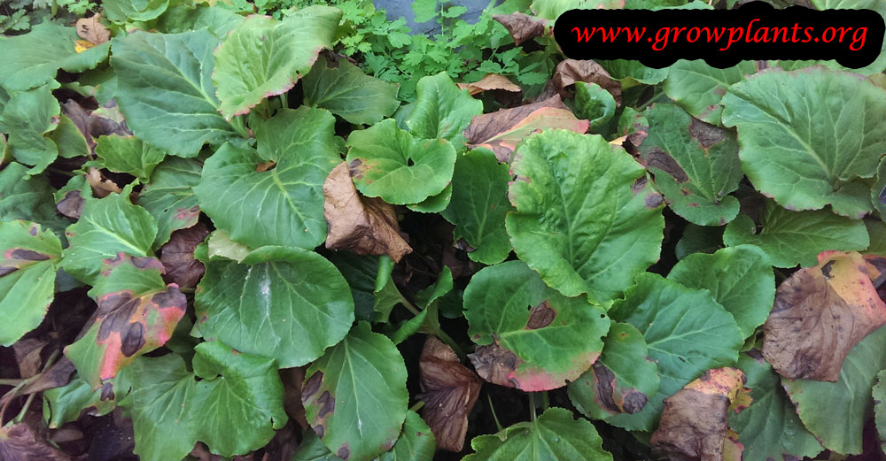Bergenia