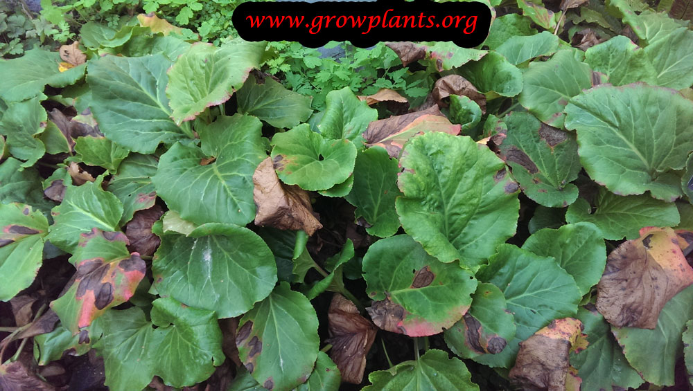 Bergenia plant