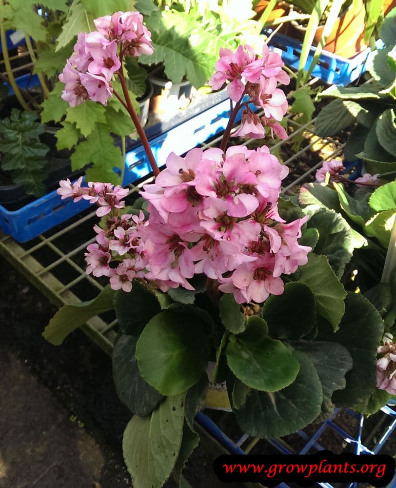 Bergenia flower