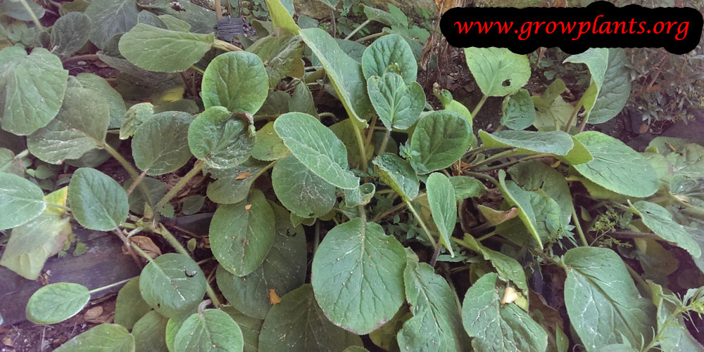 Bergenia ciliata