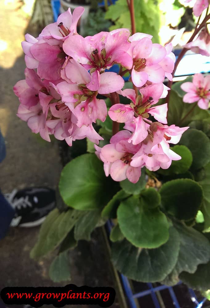 Bergenia cordifolia