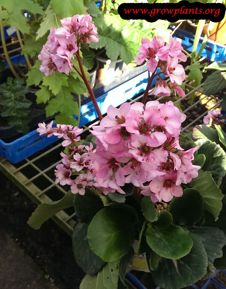 Bergenia cordifolia flower