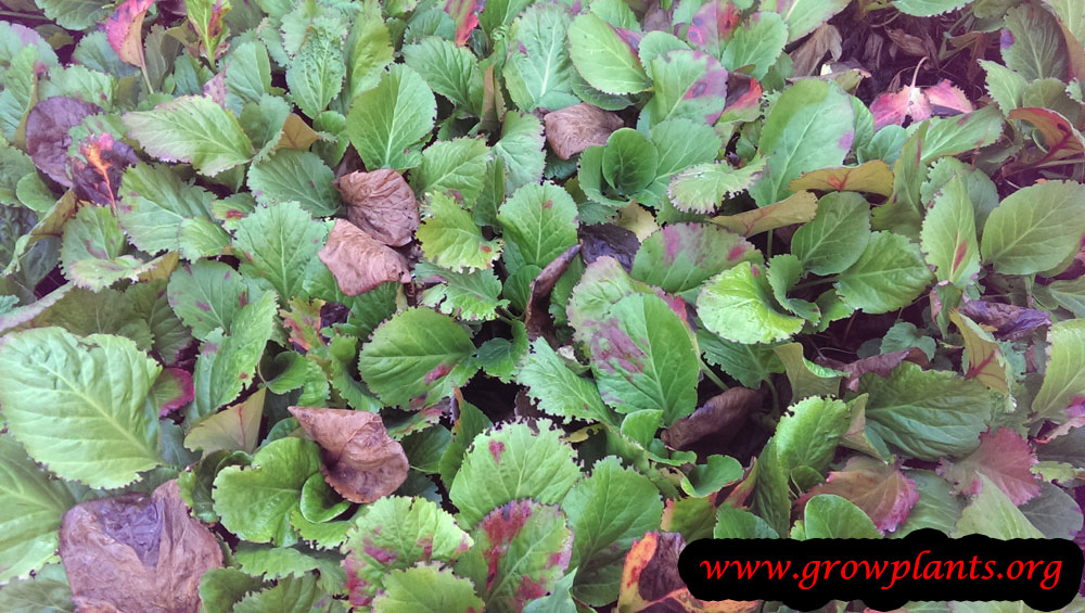 Bergenia crassifolia