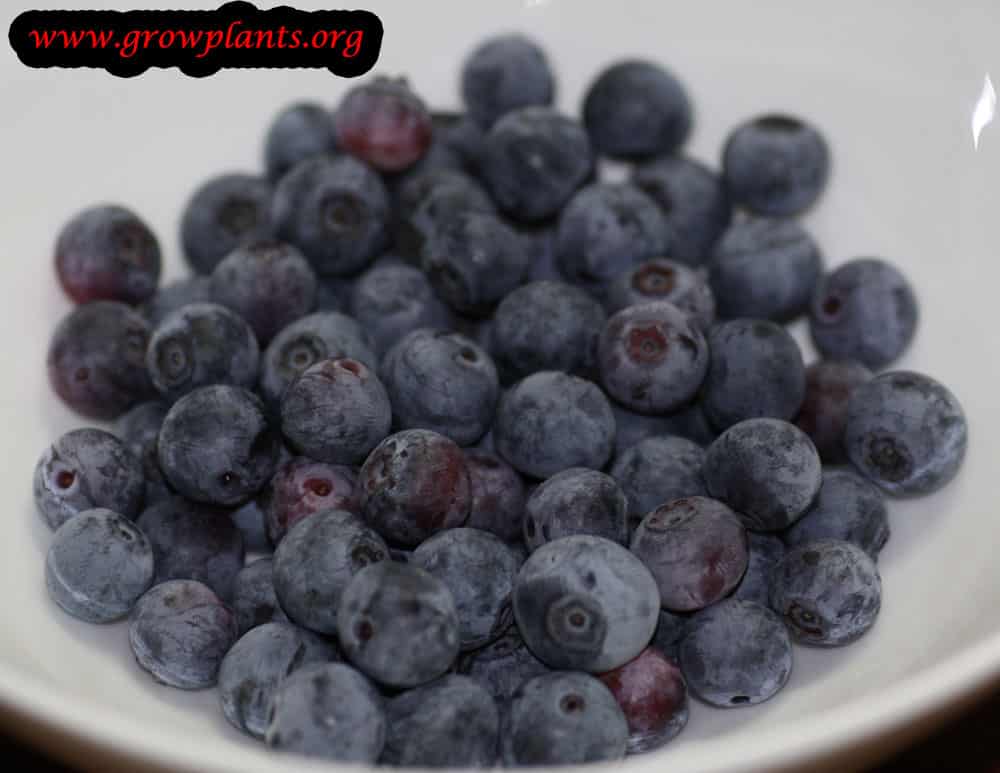 Bilberry fruits