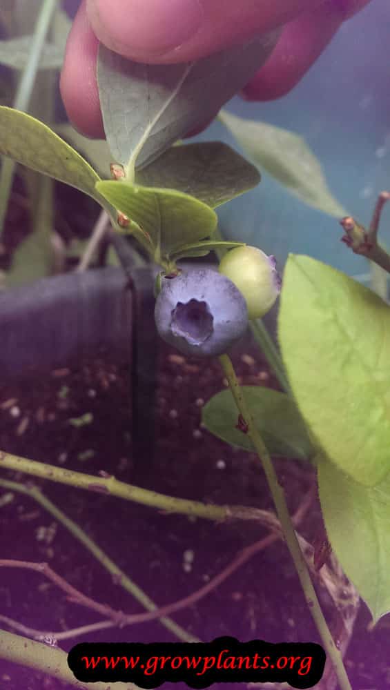 Bilberry growing