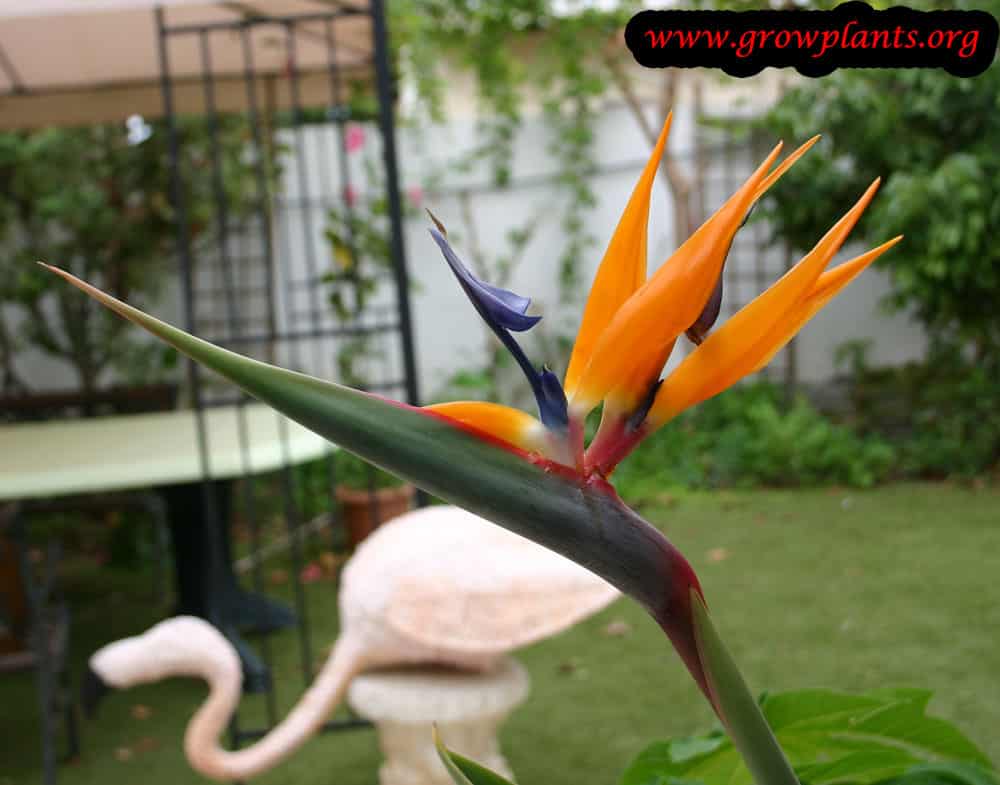 Bird of paradise plant