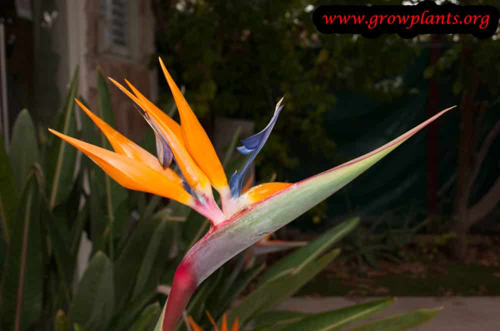 Bird of paradise flower