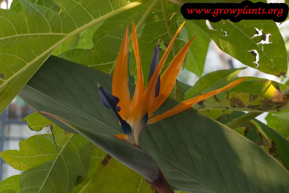 Bird of paradise flower plant