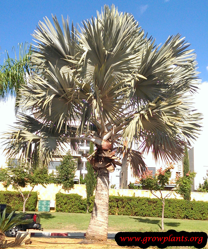 Bismarck palm How to grow & care