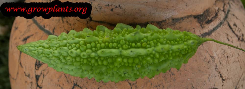 Bitter melon growing