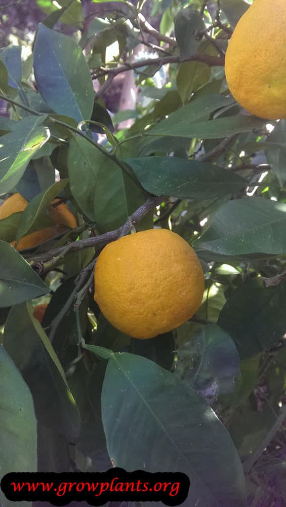 Bitter orange tree care