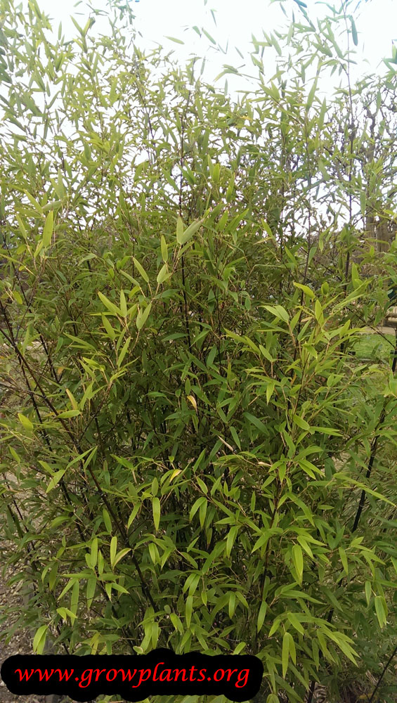 Black bamboo How to grow & care