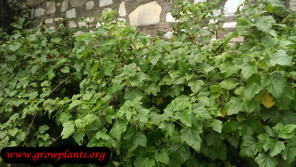 Black currant