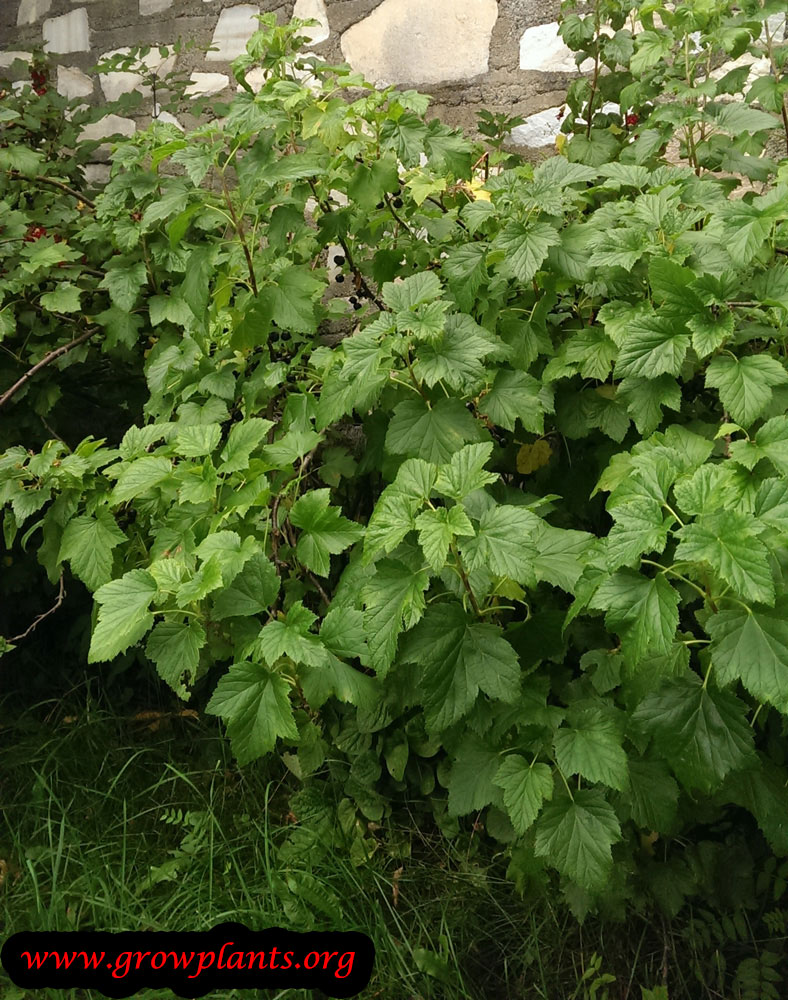Black currant plant
