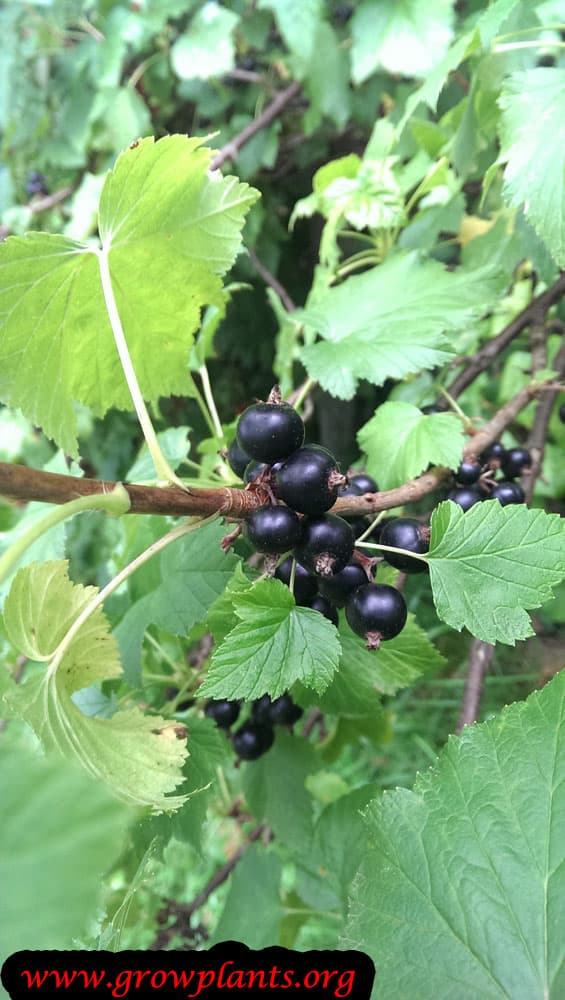 Black currant care