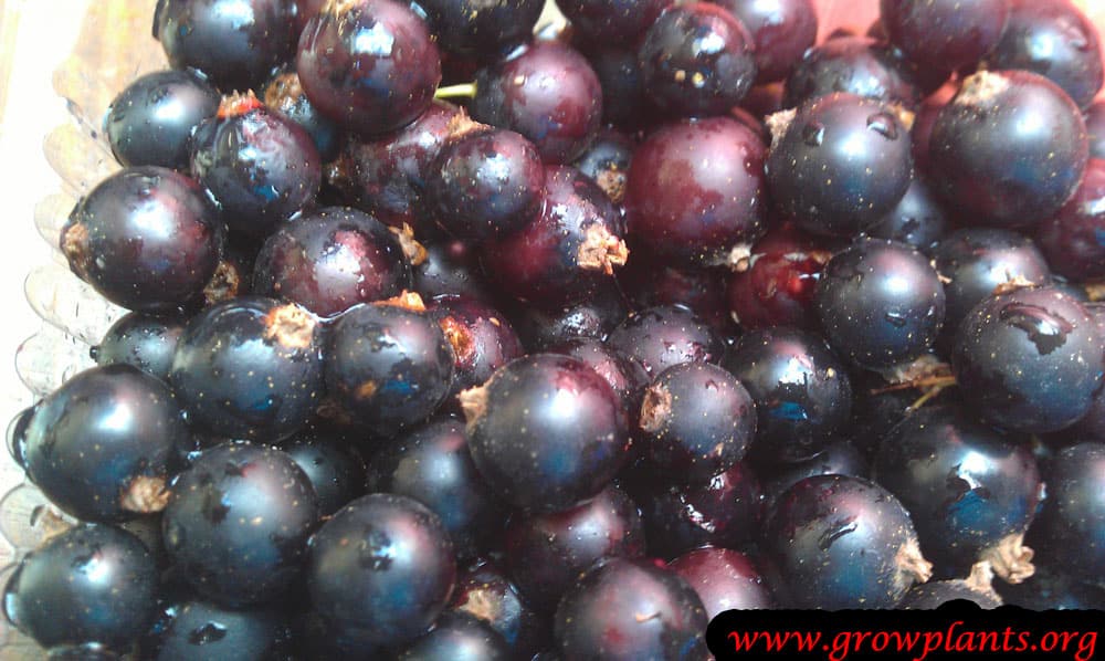 Black currant fruits
