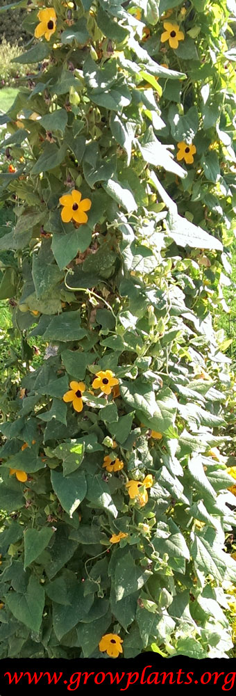 Black eyed Susan vine orange flowers
