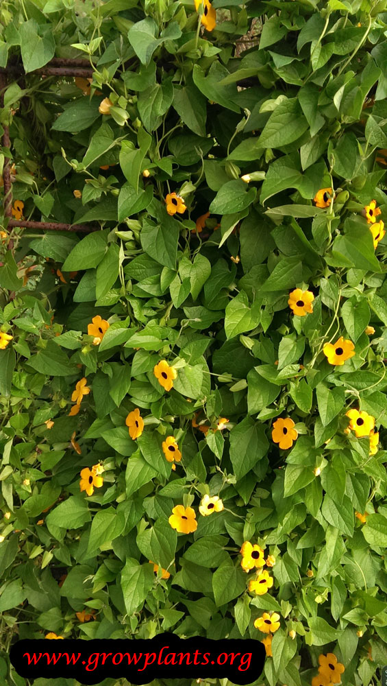 Black eyed Susan vine