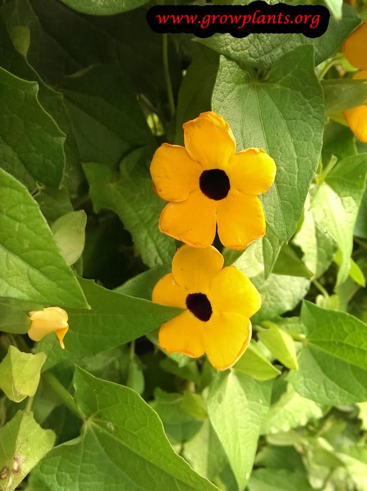 Black eyed Susan vine flowers