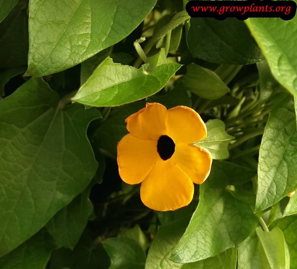 Black eyed Susan vine care