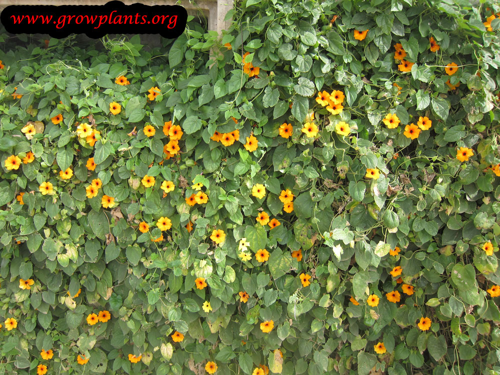 Black eyed Susan vine plant