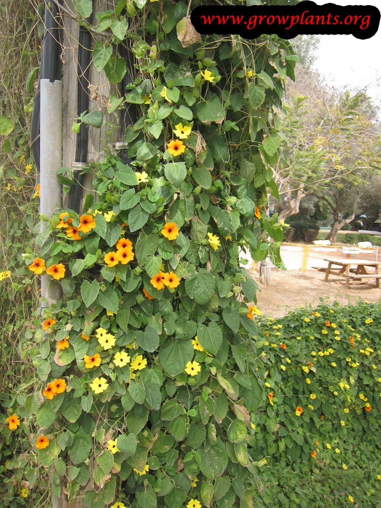 Black eyed Susan vine growing
