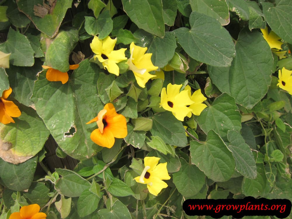 Black eyed Susan vine yellow flowers